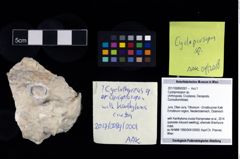 Foto (Objekt + Etikett) von Cycloprosopon sp.  (NHMW-GEO-2017-0089-0001)